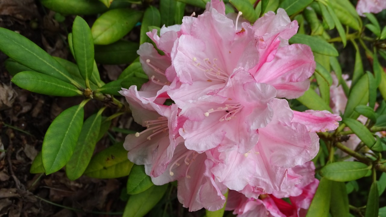 'Peppermint Candy'